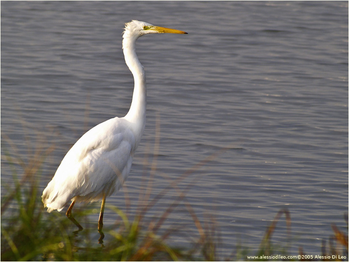 Airone bianco maggiore [Casmerodius alba]