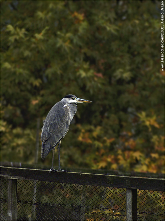 Airone cenerino [Ardea cinerea]