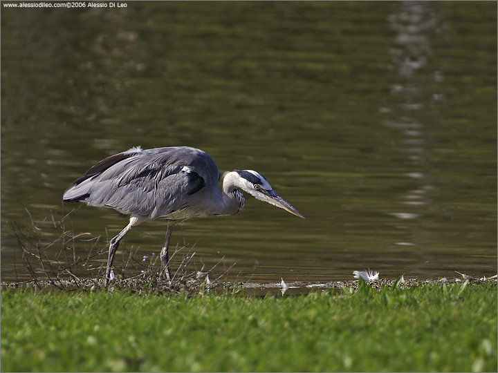 Airone cenerino [Ardea cinerea]