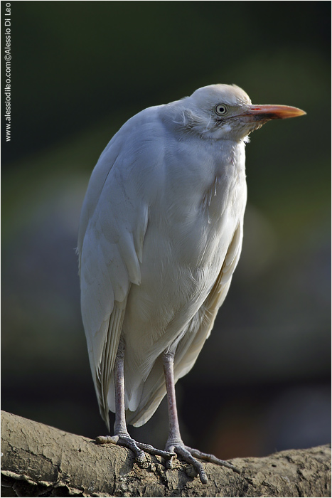 Airone guardabuoi [Bubulcus ibis]