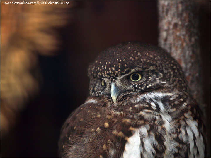 Civetta nana [Glaucidium passerinum]