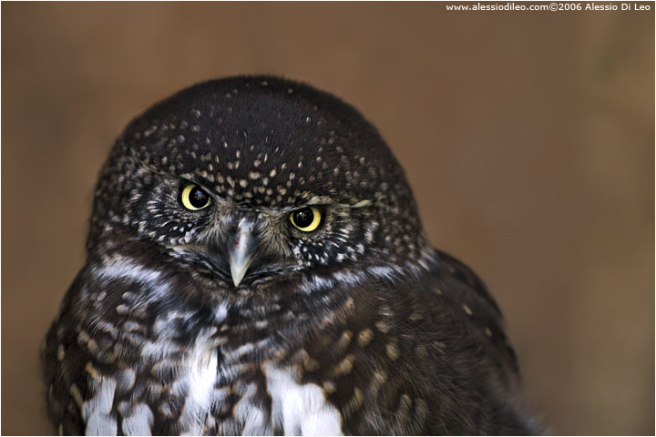 Civetta nana [Glaucidium passerinum]