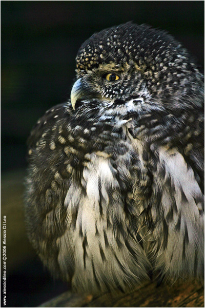 Civetta nana [Glaucidium passerinum]