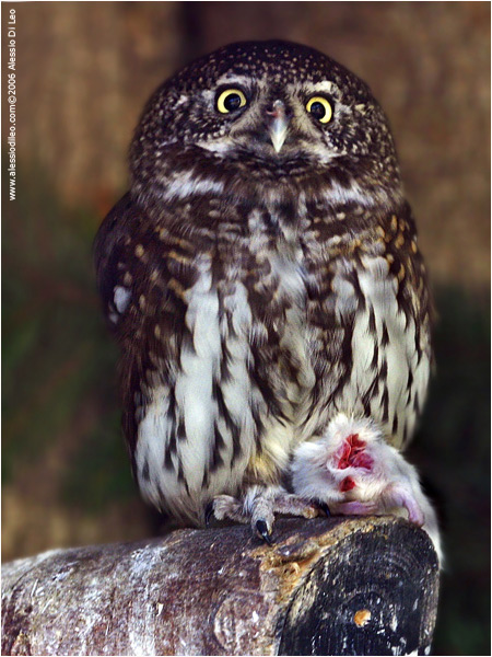 Civetta nana [Glaucidium passerinum]