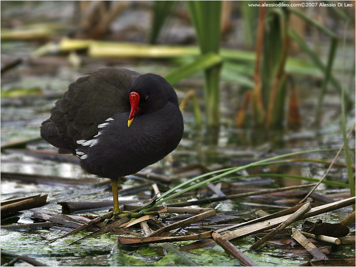 Gallinella d'acqua [Gallinula chloropus]