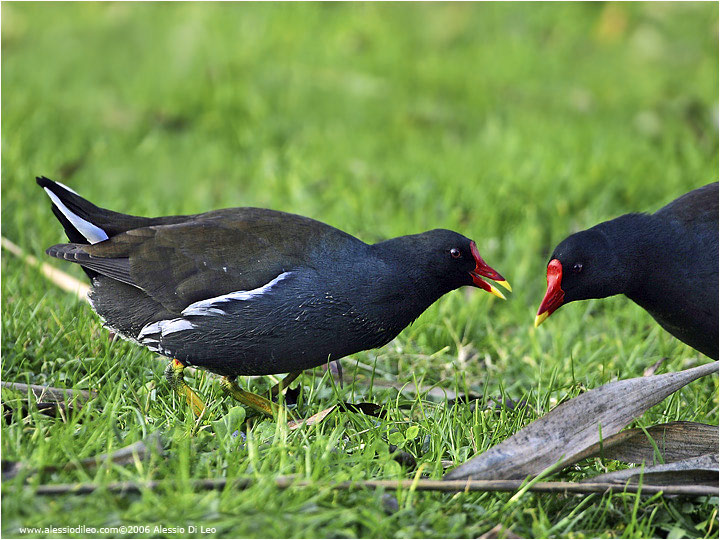 Gallinella d'acqua [Gallinula chloropus]