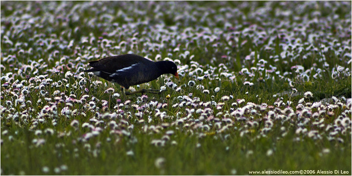 Gallinella d'acqua [Gallinula chloropus]