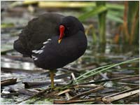 Gallinella d'acqua [Gallinula chloropus]