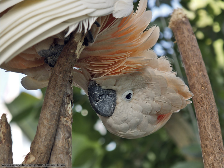 Cacatua alba