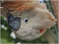 Cacatua alba