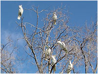 Sulphur crested Cockatoo