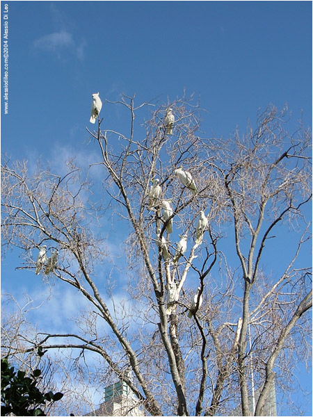 Sulphur crested Cockatoo