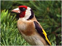 Cardellino [Carduelis carduelis]