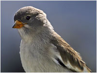 Juv. di Fringuello alpino [Montifringilla nivalis]