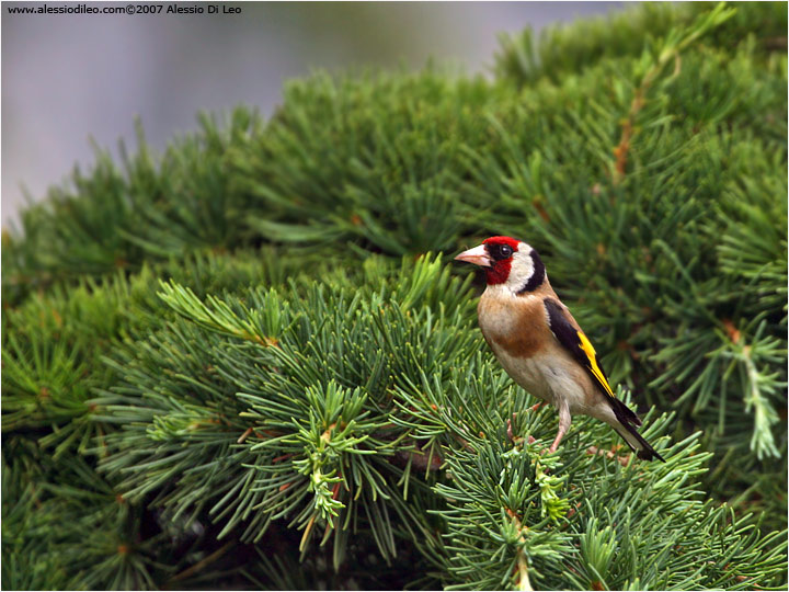 Cardellino [Carduelis carduelis]