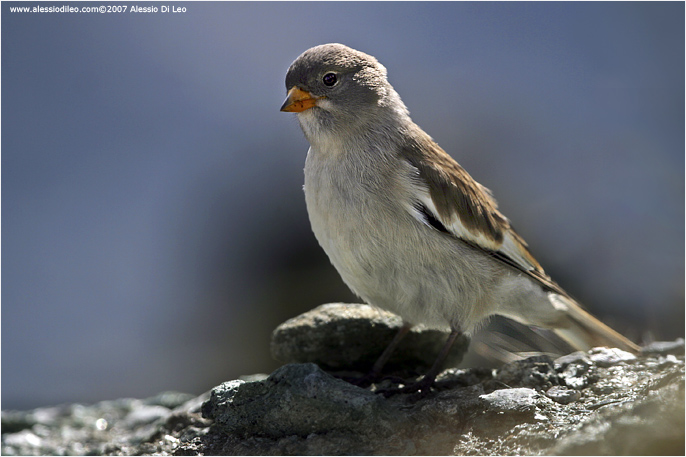 Juv. di Fringuello alpino [Montifringilla nivalis]