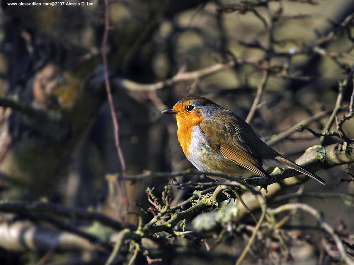 Pettirosso [Erithacus rebecula]