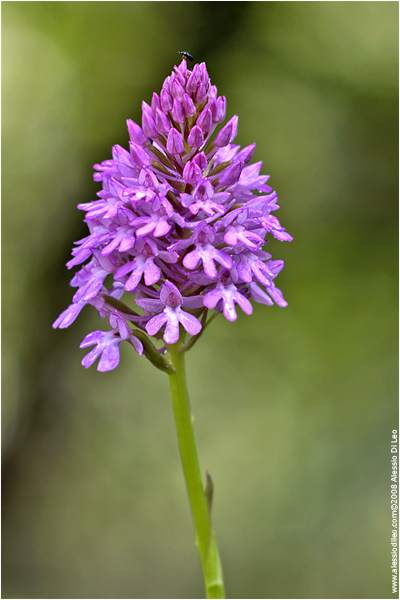 Anacamptis pyramidalis