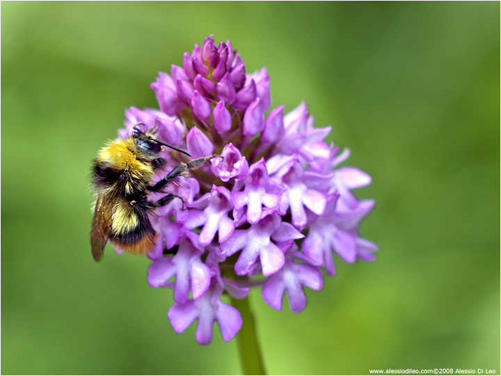 Anacamptis pyramidalis