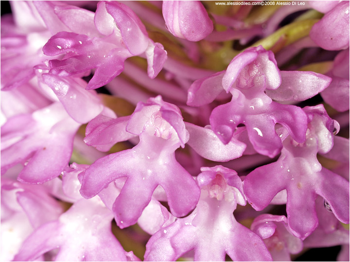 Anacamptis pyramidalis