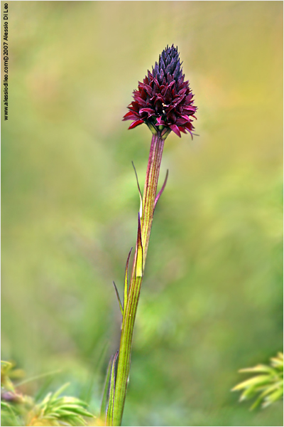 Nigritella rhellicani