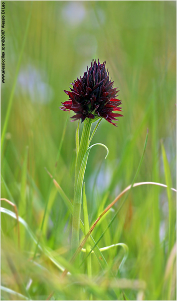 Nigritella rhellicani