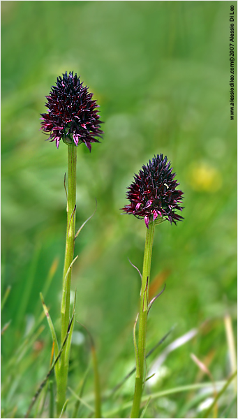 Nigritella rhellicani