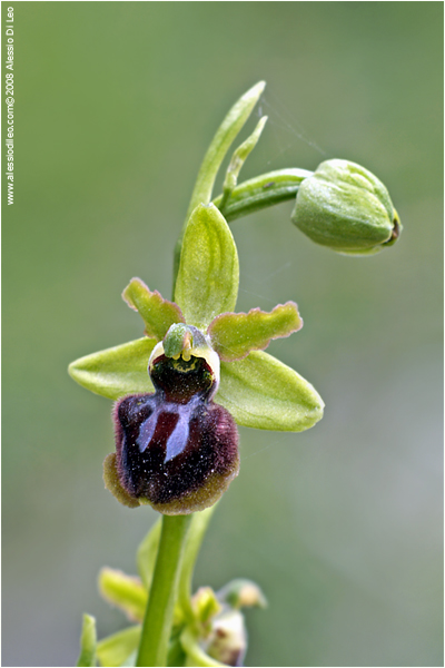 Ophrys sphegodes