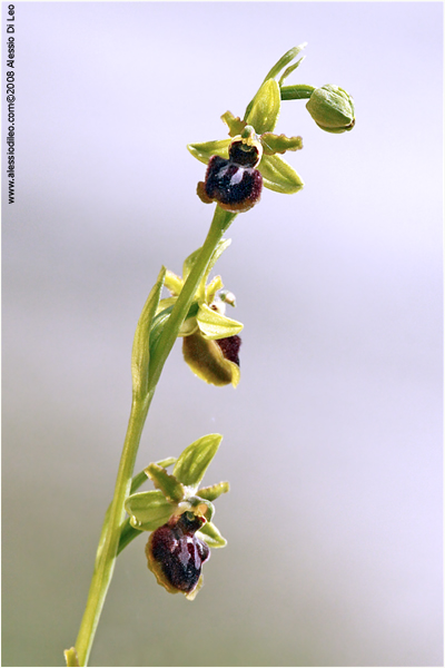 Ophrys sphegodes