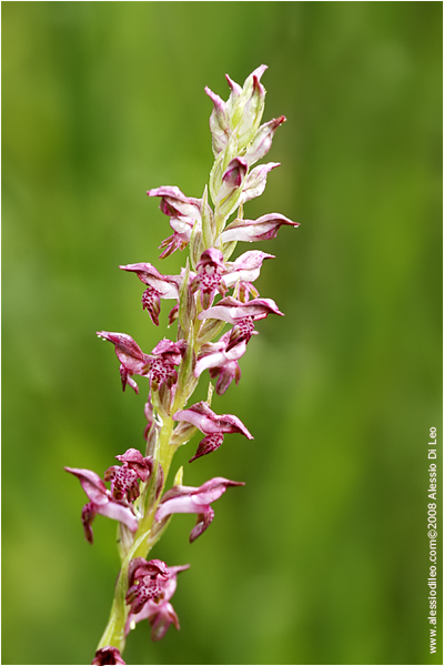 Orchis coriophora