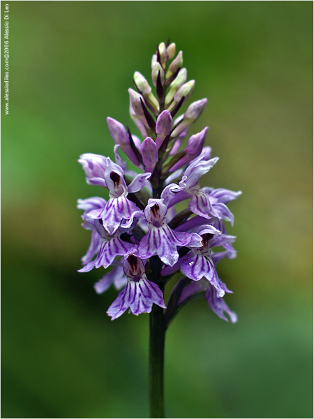 Orchis maculata