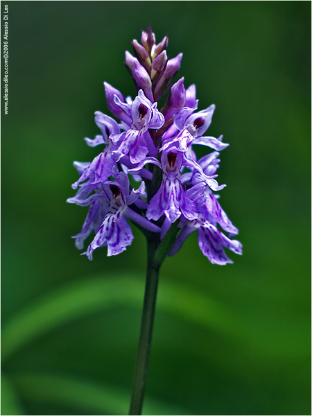 Orchis maculata