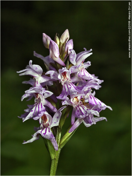 Orchis maculata