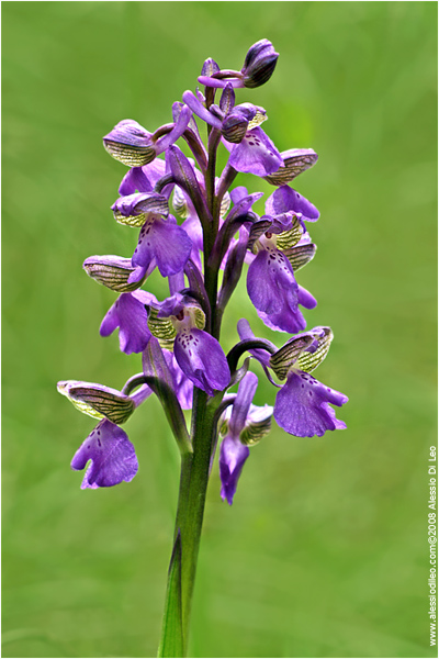 Orchis morio