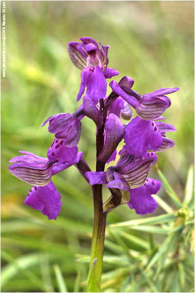 Orchis morio