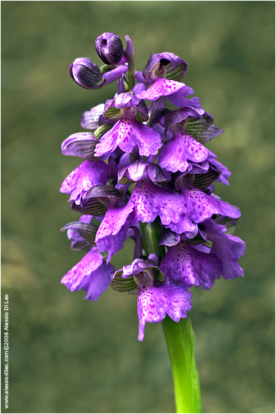 Orchis morio