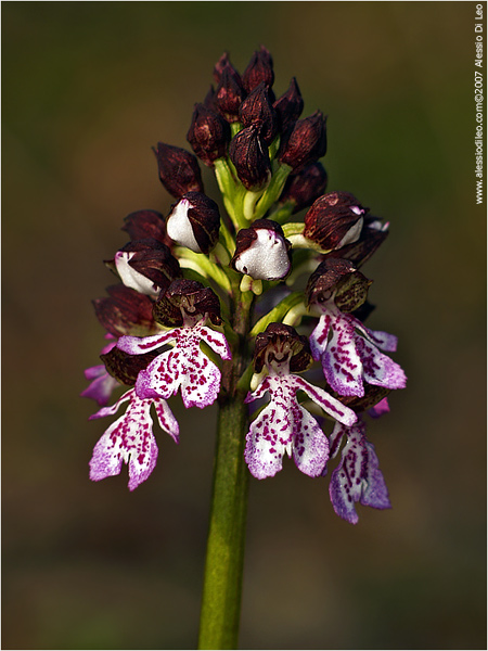 Orchis purpurea