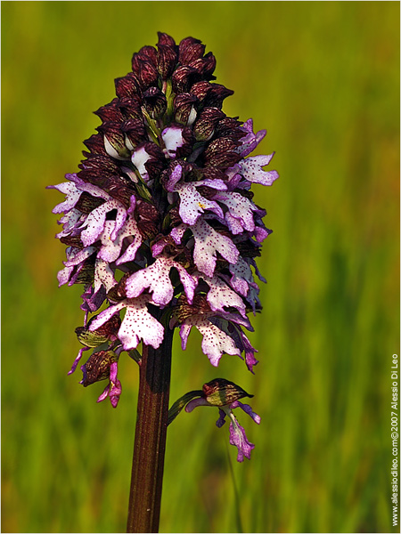 Orchis purpurea]