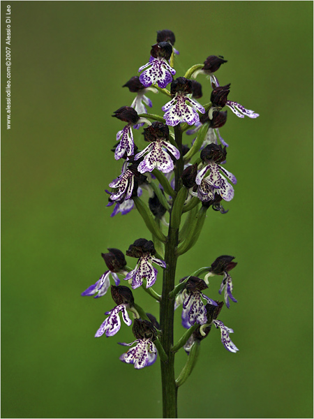 Orchis purpurea]