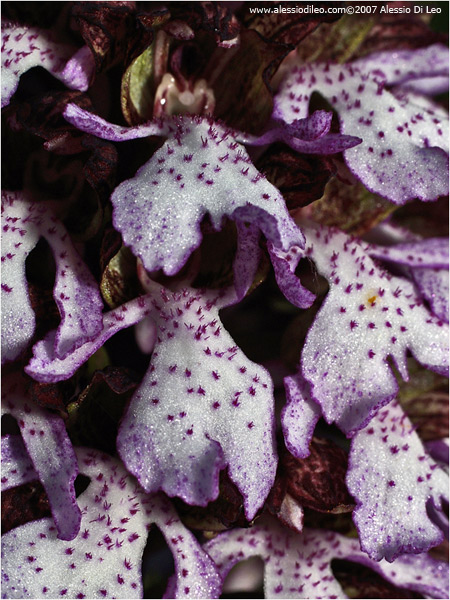 Particolare dei lobi di Orchis purpurea