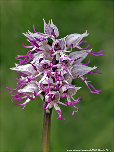 Orchis simia