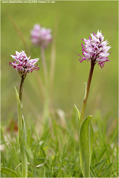 Orchis simia