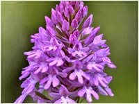 Anacamptis pyramidalis