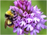 Anacamptis pyramidalis