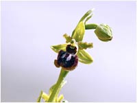 Ophrys sphegodes