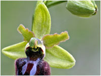 Ophrys sphegodes