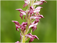 Orchis coriophora