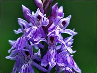 Orchis maculata