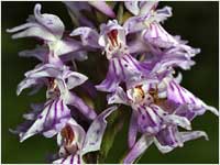 Orchis maculata]
