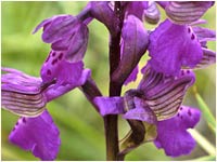 Orchis morio